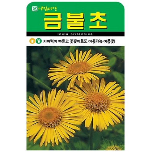 저스틴앤클로이 금불초500립 야생화종자, 3개