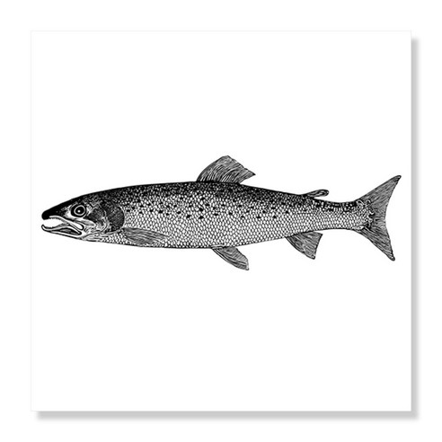 디아섹액자 벽걸이용, Salmoniformes