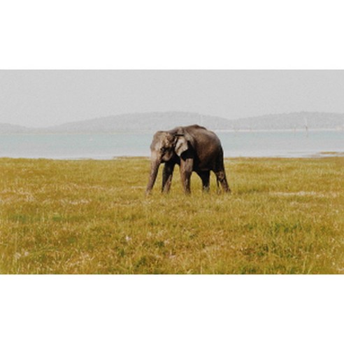 유브이디에스 아트보드 주방시트지 들판의 코끼리, 1개