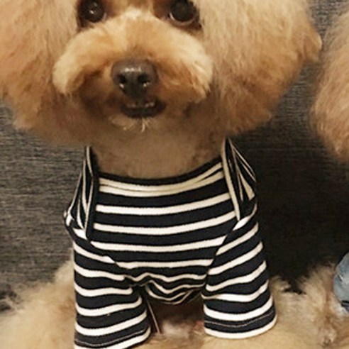 베이비독 애견용 줄가라티 DT005, 블랙