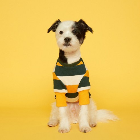 플로트 스탠다드 강아지 맨투맨 티셔츠, 스트라이프 옐로우 + 그린