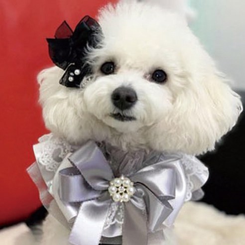 팝앤퍼피 반려동물 러브에블린 케이프 S, 실버, 1개