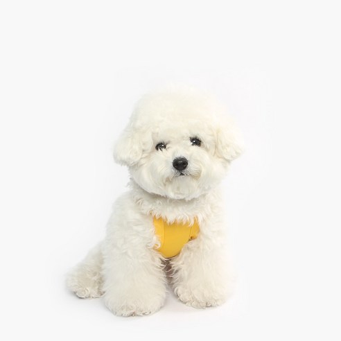 투스투스 강아지 여름 쿨티, 옐로우