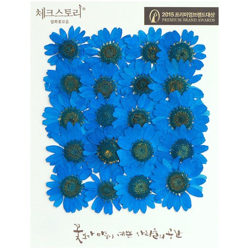 체크스토리 압화꽃송이 마가렛 B, 쨍한블루
