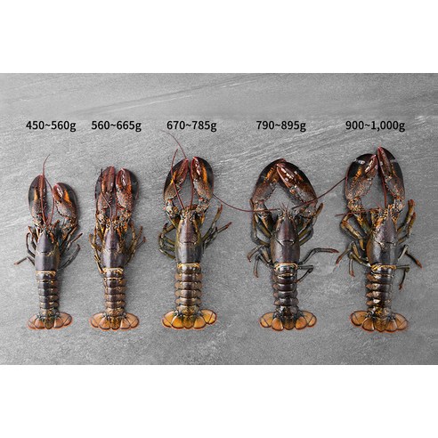바다의 진수가 담긴 바이킹마켓 캐나다산 활랍스터