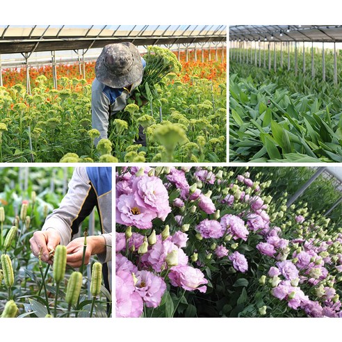 사랑과 향기를 더하는 생화 스토크 센터피스 꽃다발