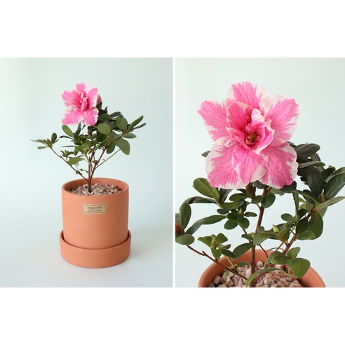 가정에 봄을 가져오는, 아름답고 오랫동안 개화하는 철쭉 화분