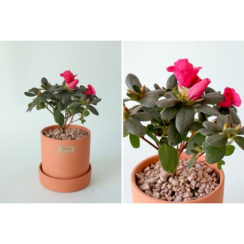 가정에 봄을 가져오는, 아름답고 오랫동안 개화하는 철쭉 화분