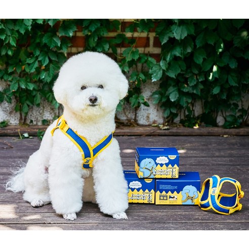 사랑하는 반려견과의 편안한 산책