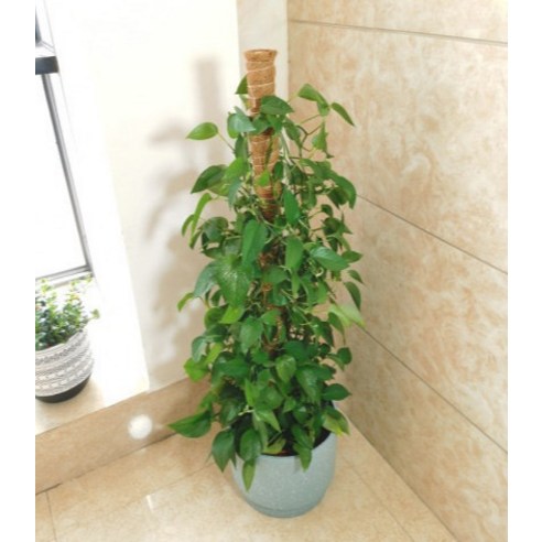 園藝  用品  園藝  工具  植物  支持  電線  支持  支持