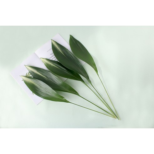 모리앤의 절화 엽란으로 가정에 신선함과 우아함을 선사하세요.