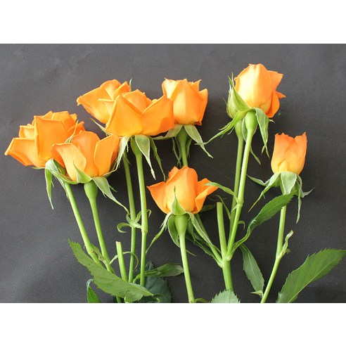 로즈피아 생화 오렌지 장미: 화사한 감성을 선사하는 감동적인 선물