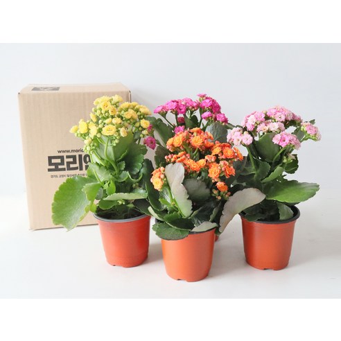 화사한 겹꽃이 가득한 모리앤 칼란디바 4종 세트