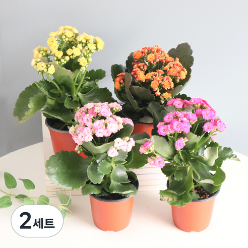 모리앤 겹꽃이 예쁜 칼란디바 4종 세트, 혼합색상, 2세트