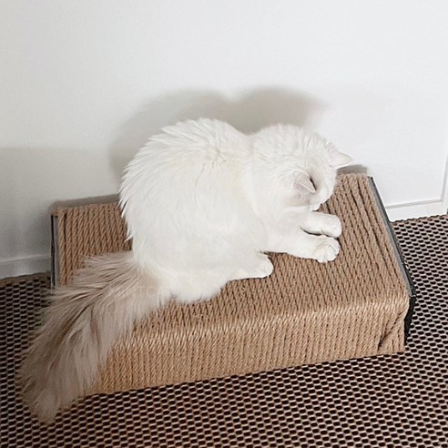 고양이 발톱 관리와 경제성을 모두 만족시키는 스마트한 선택