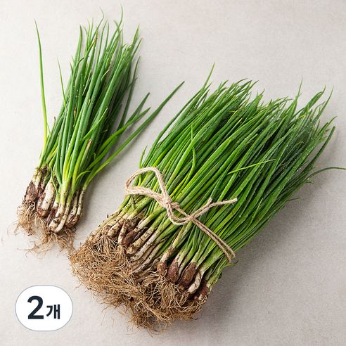 국내산 흙쪽파, 1kg, 2개
