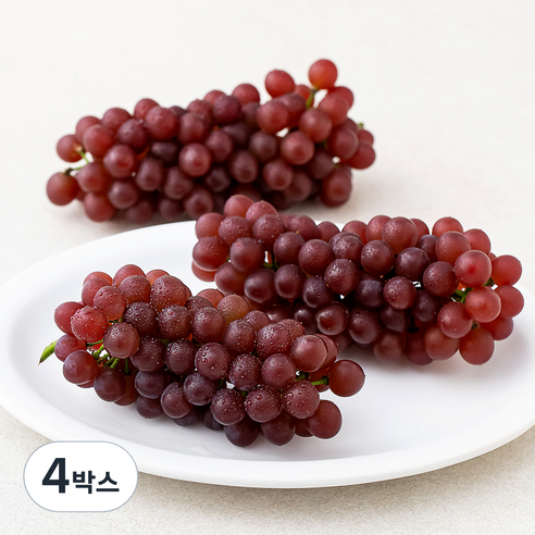 산지직송 아주마 GAP 인증 고당도 델라웨어 포도, 800g(3~5수), 4박스