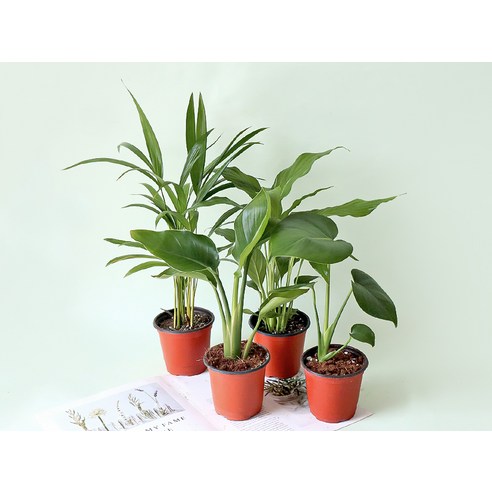 모리앤의 생화 사계절 인테리어소품 포트식물 세트