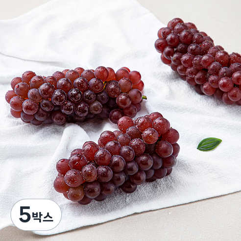 산지직송 아주마 GAP 인증 고당도 델라웨어 포도, 500g, 5박스