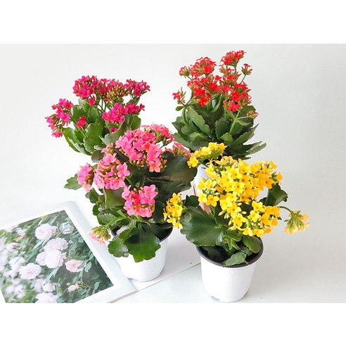 삭막한 일상에 활력을 불어넣는 마법, 카랑코에 4종 세트