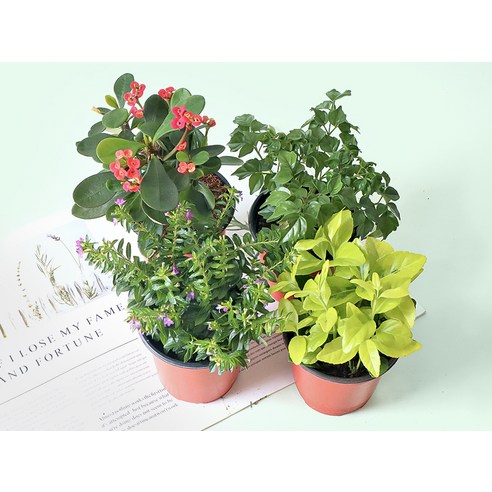 쾌적한 공간과 아름다운 분위기를 선사하는 모리앤 사계절 공기정화 포트식물 세트