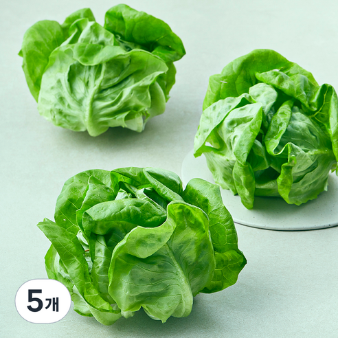 그린래빗 무농약 인증 버터헤드 레터스, 240g, 5개