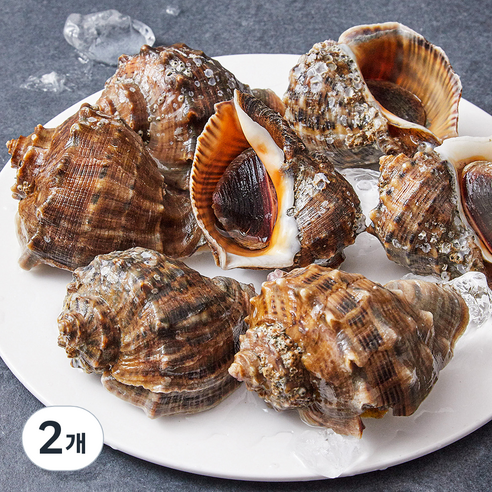 아라보감 산지직송 남해안 자연산 참소라, 1kg(대), 2개