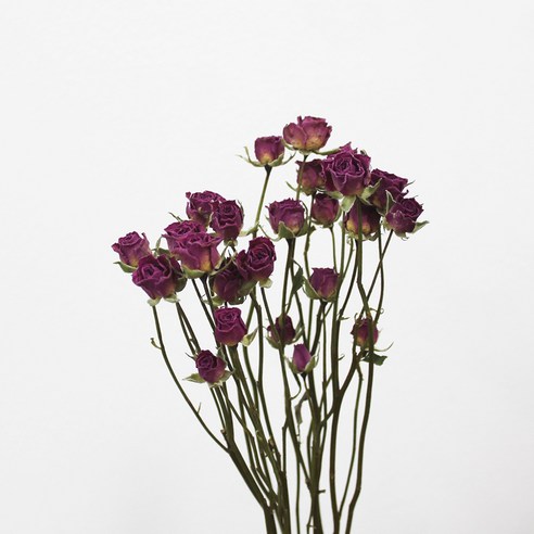 코코도르 자나장미 드라이 플라워 한단, 퍼플
