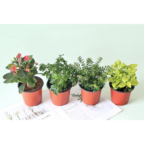 쾌적한 공간과 아름다운 분위기를 선사하는 모리앤 사계절 공기정화 포트식물 세트