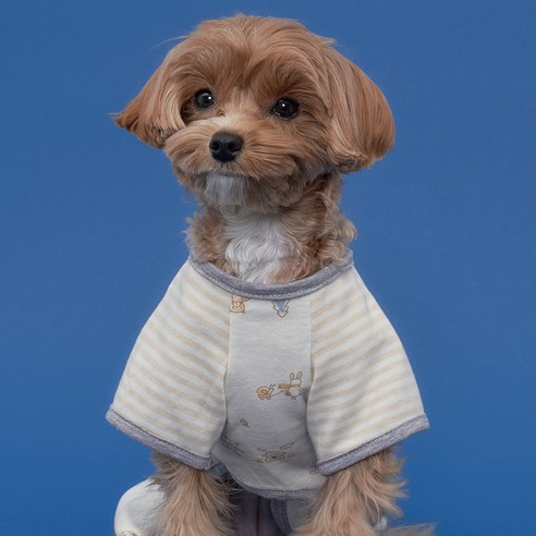 반려견을 위한 최적의 선택