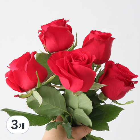 모리앤 장미 생화단 5대, 파이어리 레드, 3개