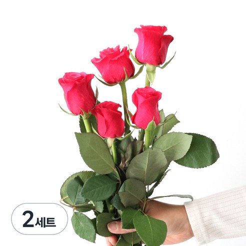 모리앤 생화 장미단 5대, 사만다로즈, 2세트
