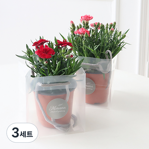모리앤 카네이션 화분 2종 세트 + 쇼핑백, 혼합색상, 3세트