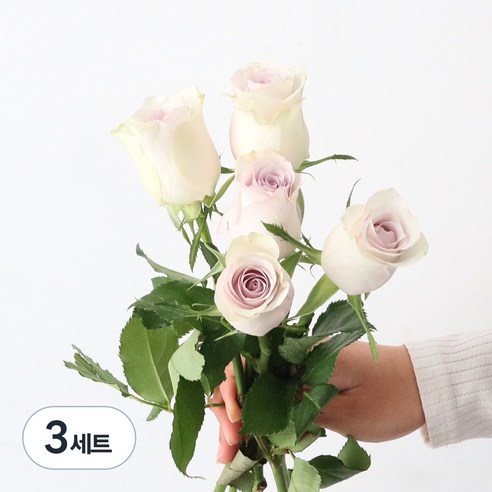 모리앤 생화 장미단 5대, 러시블러시, 3세트