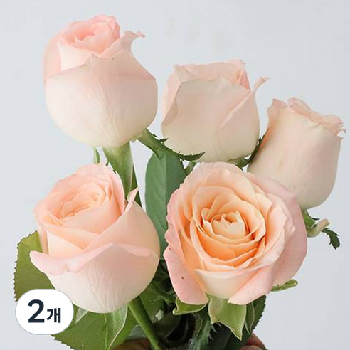 모리앤 장미 생화단 5대, 피치 핑크, 2개