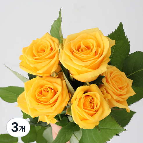 모리앤 장미 생화단 5대, 스펙트라 옐로우, 3개