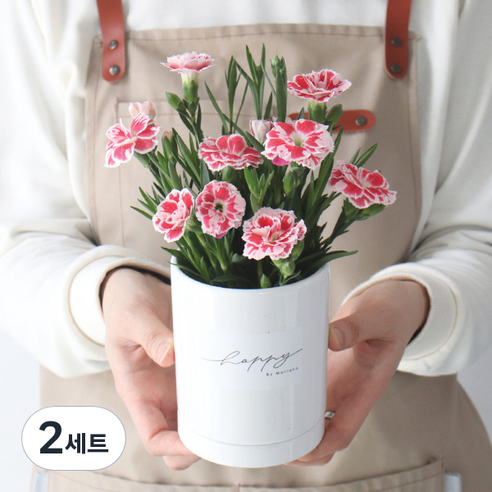 모리앤 감사합니다 카네이션 화분, 핑크, 2세트