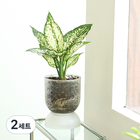 메이크정글 공기정화식물 스노우사파이어 오브제화분 고블렛형 1호 세트, 투명, 2세트