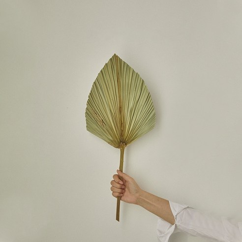 가팡 드라이플라워 DRYB230, 03번 그린