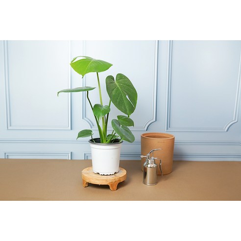 몬스테라 하나로 삭막한 공간에 싱그러움을 더하세요!