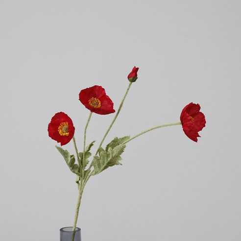 이코디 양귀비 조화 2p, 레드