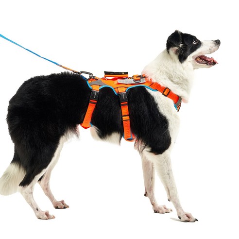伴侶  寵物用品  小狗  用品  線束  狗  狗  狗  狗  小狗