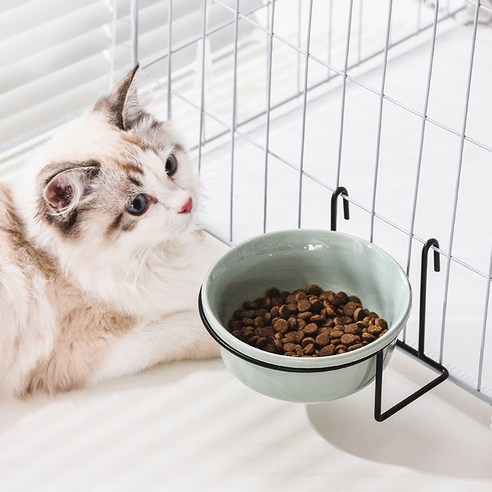 伴侶  寵物用品  小狗  貓  聯合使用  餐具  狗  狗  狗  狗