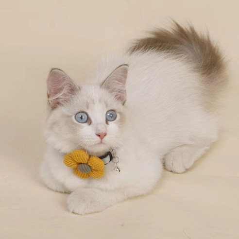 캣츠랜드 고양이 목걸이 케이프, 옐로우