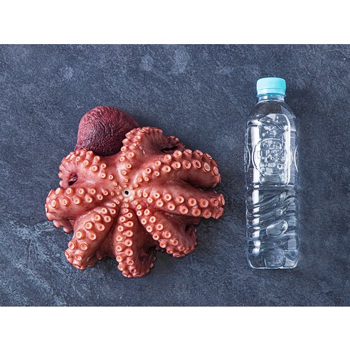 국내산 바다의 진미, 데친 통문어로 맛있는 식탁을 연출하세요