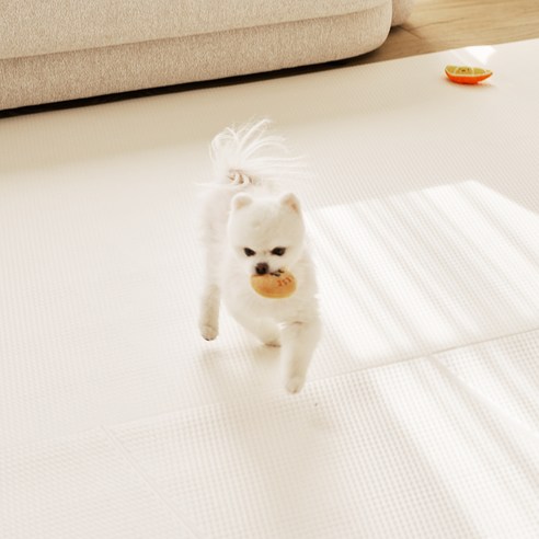 안전하고 편리한 반려동물 생활을 위한 최적의 선택