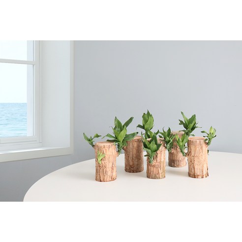 초록빛 행운을 여러분의 공간에 더하세요!