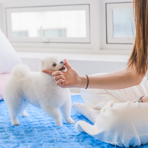 강아지를 서늘하고 편안하게 유지하는 필수 도구인 멍멍애용 강아지 쿨매트