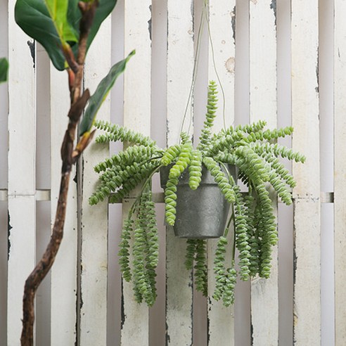 마쉬매리골드 그린조화 그레이 행잉화분 석송 28cm, 혼합색상, 1개