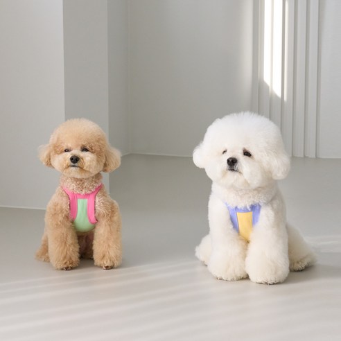 伴侶  寵物產品  小狗  貓  組合使用  服裝  T卹  狗  狗  狗